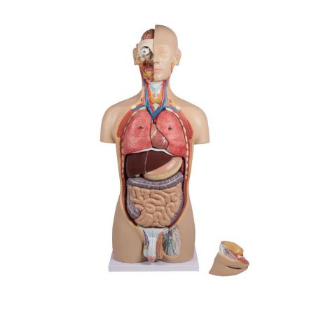 EZ-B235 anatomical model. Bisex human torso 1:1 in 27 pieces