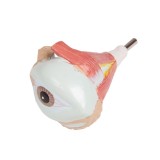 Anatomical Model QBB-041. 1: 1 bisexual human torso in 24 pieces