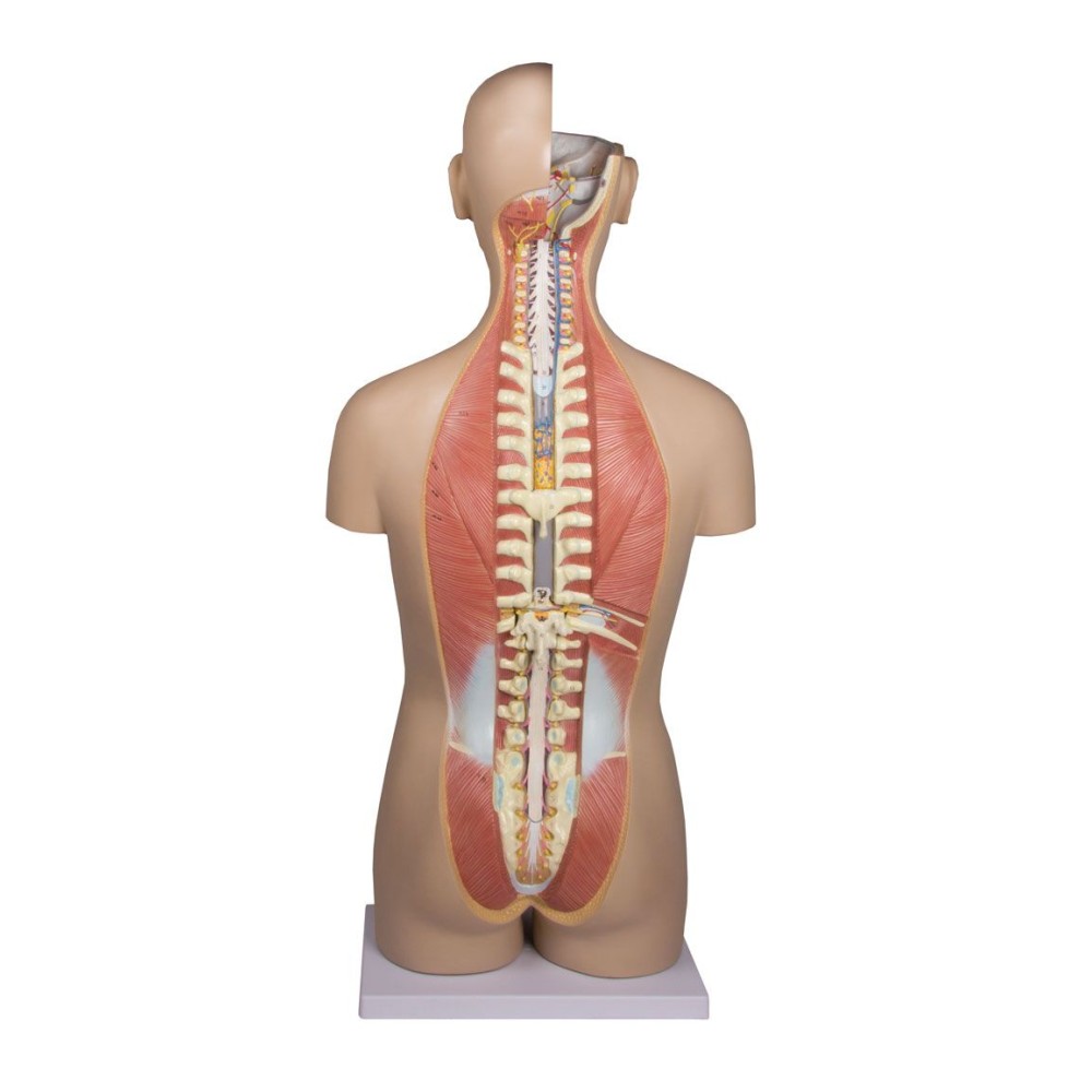 Anatomical Model QBB-041. 1: 1 bisexual human torso in 24 pieces