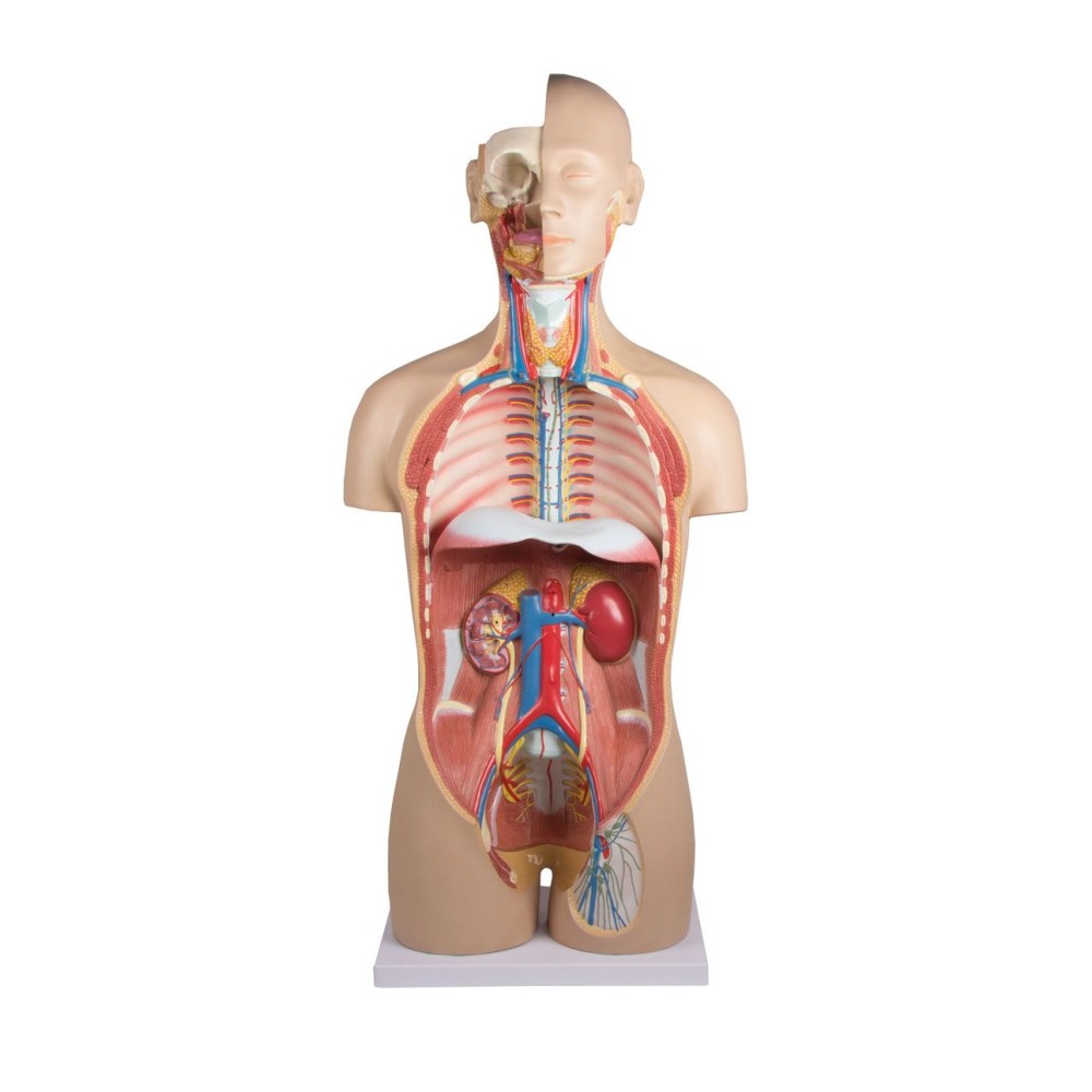 Anatomical Model QBB-041. 1: 1 bisexual human torso in 24 pieces