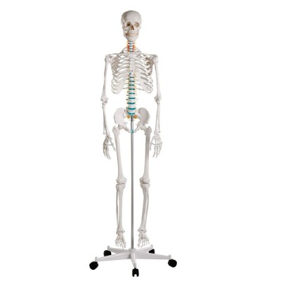 Model osteològic 1020171. Esquelet humà bàsic 1:1 amb suport i rodes