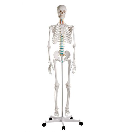 Osteological model 1020171. Basic human skeleton 1: 1 with support and wheels