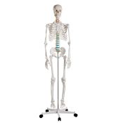 Osteological model 1020171. Basic human skeleton 1: 1 with support and wheels