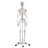 Modelo osteológico 1020171. Esqueleto humano básico 1: 1 con soporte y ruedas