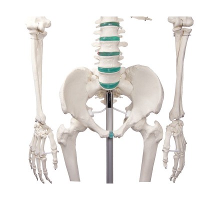 Modelo osteológico 1020171. Esqueleto humano básico 1: 1 con soporte y ruedas