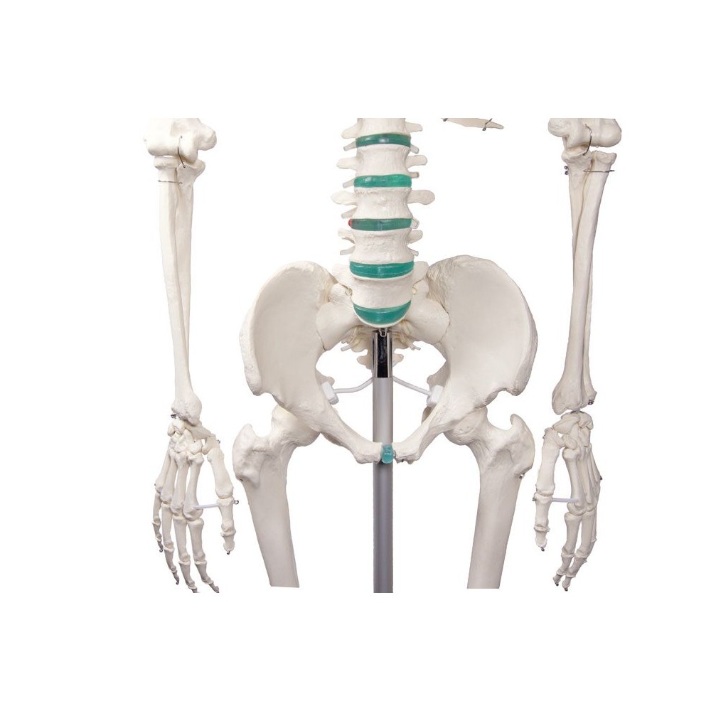 Modelo osteológico 1020171. Esqueleto humano básico 1: 1 con soporte y ruedas