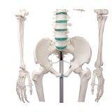 Modelo osteológico 1020171. Esqueleto humano básico 1: 1 con soporte y ruedas