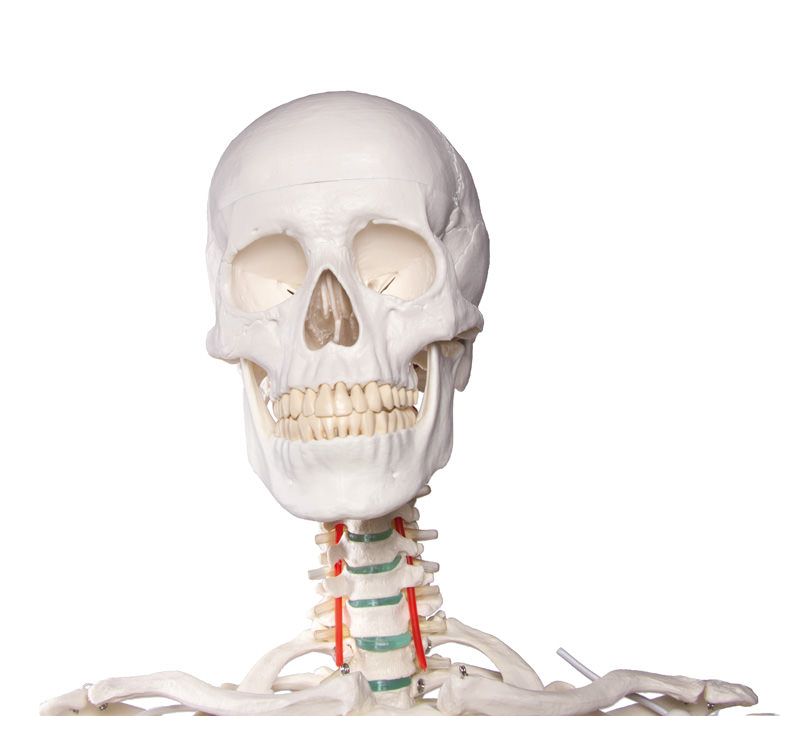 Modelo osteológico EZ-2960. Esqueleto humano básico 1: 1 con soporte y  ruedas