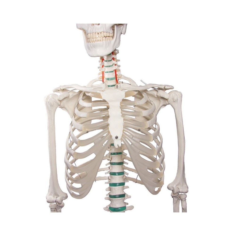Modelo osteológico 1020171. Esqueleto humano básico 1: 1 con soporte y ruedas