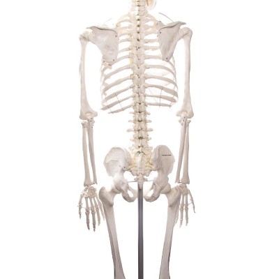 Modelo osteológico 1020171. Esqueleto humano básico 1: 1 con soporte y ruedas