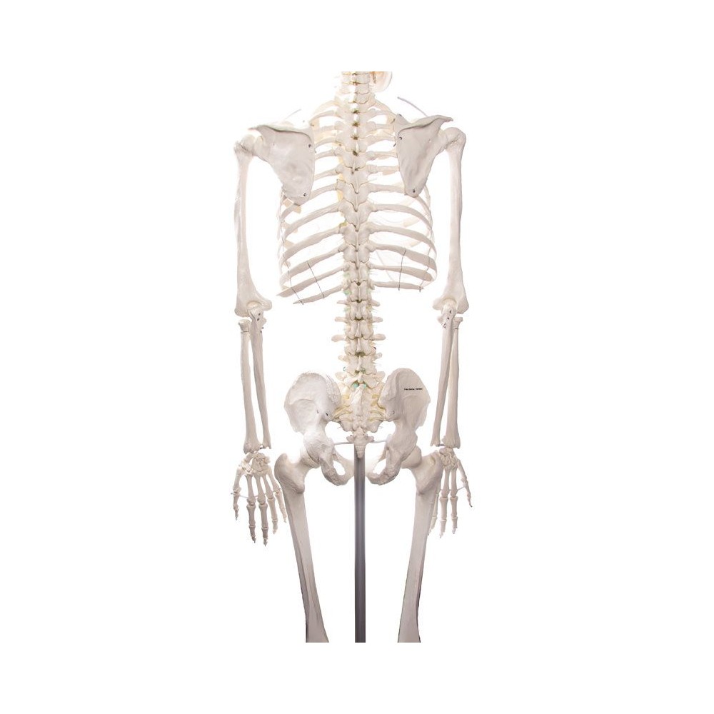 Modelo osteológico 1020171. Esqueleto humano básico 1: 1 con soporte y ruedas