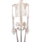 Osteological model 1020171. Basic human skeleton 1: 1 with support and wheels