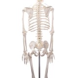 Modelo osteológico 1020171. Esqueleto humano básico 1: 1 con soporte y ruedas