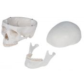 Osteological model 1020171. Basic human skeleton 1: 1 with support and wheels