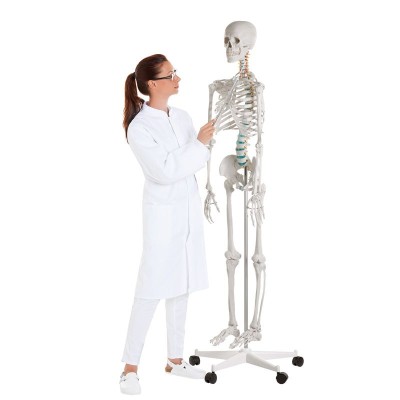 Modelo osteológico 1020171. Esqueleto humano básico 1: 1 con soporte y ruedas