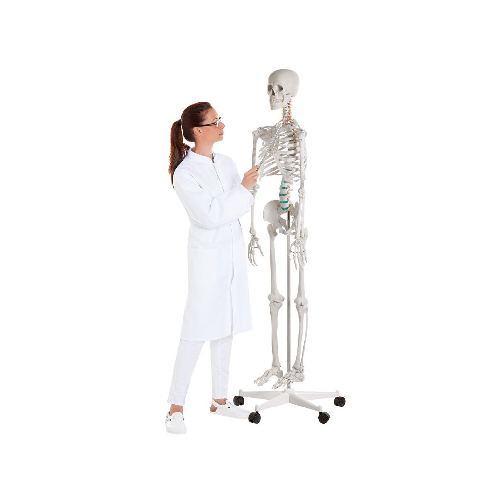 Modelo osteológico 1020171. Esqueleto humano básico 1: 1 con soporte y ruedas
