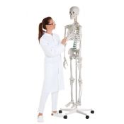 Osteological model 1020171. Basic human skeleton 1: 1 with support and wheels