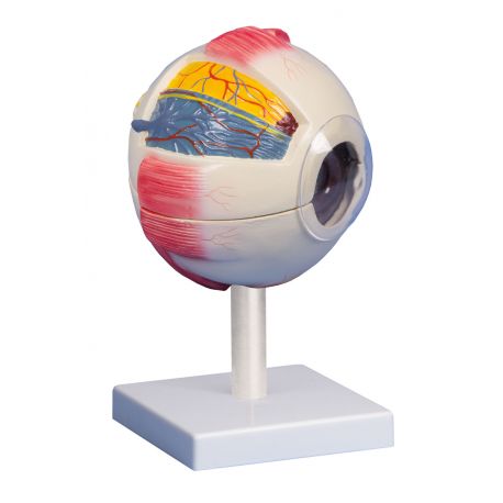 EZ-F220 anatomical model. Human eye 5:1 in 6 pieces