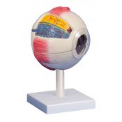 Anatomic model 1000255. Human eye 5: 1 in 6 pieces