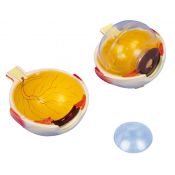 Anatomic model 1000255. Human eye 5: 1 in 6 pieces
