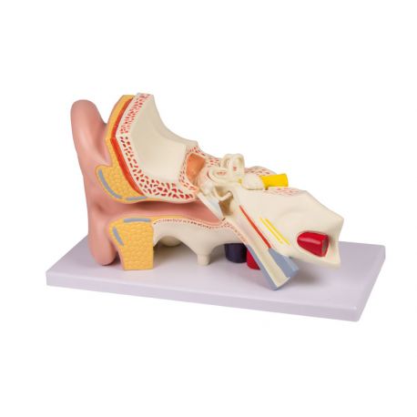EZ-E210 anatomical model. Human ear 3:1 in 4 pieces
