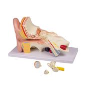 Anatomical model 1000250. Human ear 3: 1 in 4 pieces
