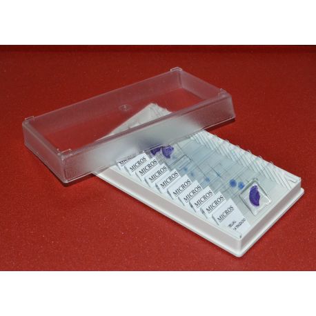 Preparaciones microscópicas MIC. Anfibios (12p)