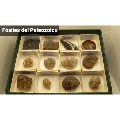 Fòssils naturals 40x40 mm. Capsa 45 peces