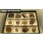 Fòssils naturals 40x40 mm L-PMC. Capsa 12+12+12 (36 peces)