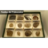 Fósiles naturales 40x40 mm. L-PMC. Caja 12+12+12 (36 piezas)