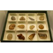 Fòssils naturals 40x40 mm. Capsa 45 peces