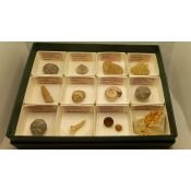Fósiles naturales 40x40 mm. L-PMC. Caja 12+12+12 (36 piezas)