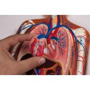 Model anatòmic EZ-G230. Sistema circulatori humà 1:2 en 1 peça