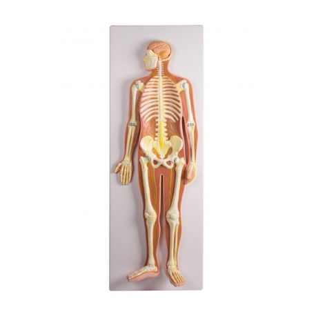 Anatomical model EZ-C240. Human nervous system 1:2 in 1 piece