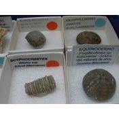 Fósiles naturales 40x40 mm. Caja 15 piezas