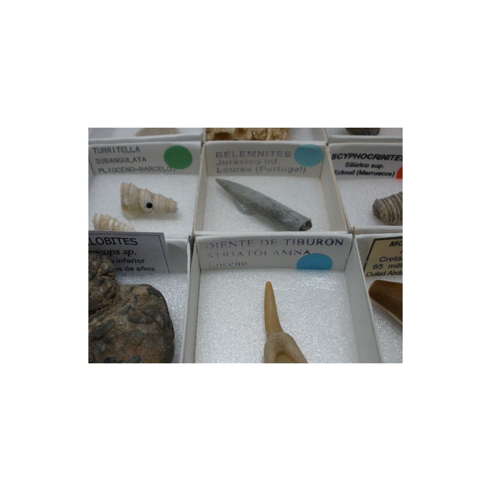 Fòssils naturals 40x40 mm. Capsa 15 peces