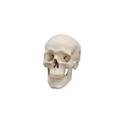 Model osteològic 6041-79. Crani humà Bàsic 1:1 en 3 peces