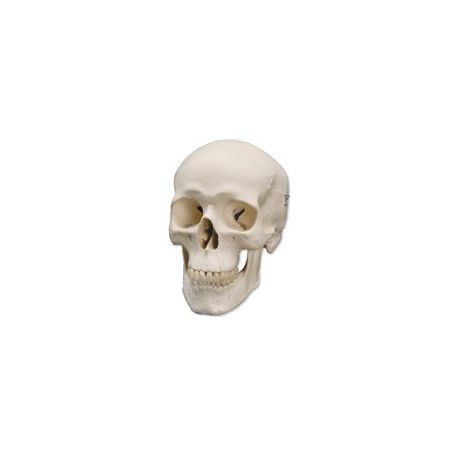 Osteological model 1000046. Basic human skull 1: 1 in 3 pieces