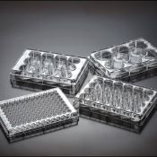 Plaques cultiu cel·lular 6 pouets D-D200001. Capsa 100 unitats