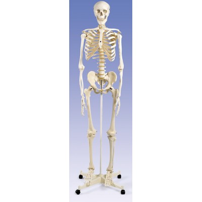 Model osteològic 2211101. Esquelet humà numerat 1:1 amb suport
