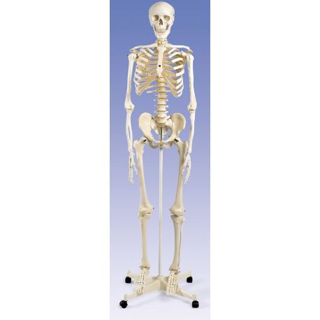 DI-4195 osteological model. 1:1 numbered human skeleton with stand and wheels