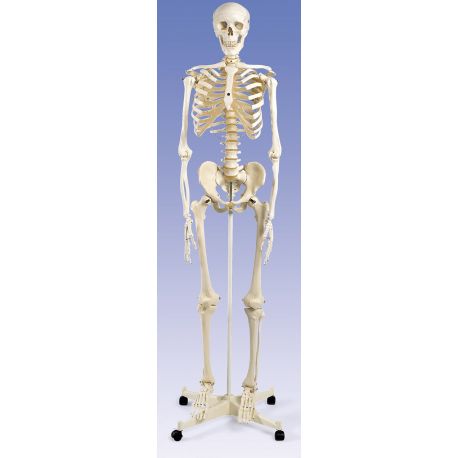 Modelo osteológico DI-4195. Esqueleto humano numerado 1: 1 con soporte y ruedas
