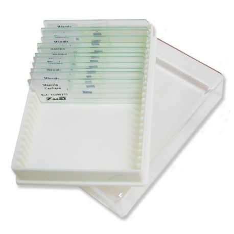 Microscopic preparations QGR-003-25. animal organography