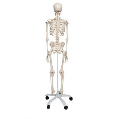 Modelo osteológico 1020171. Esqueleto humano A10 1:1 con ruedas