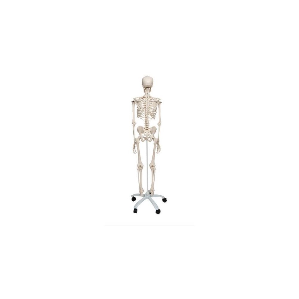 Modelo osteológico 1020171. Esqueleto humano A10 1:1 con ruedas