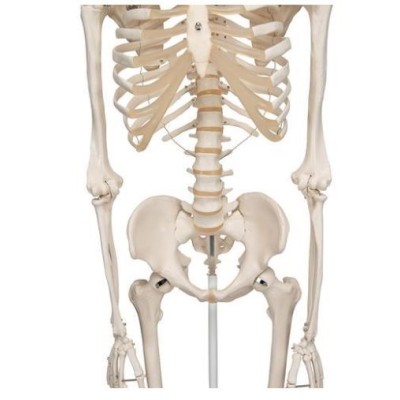Modelo osteológico 1020171. Esqueleto humano A10 1:1 con ruedas