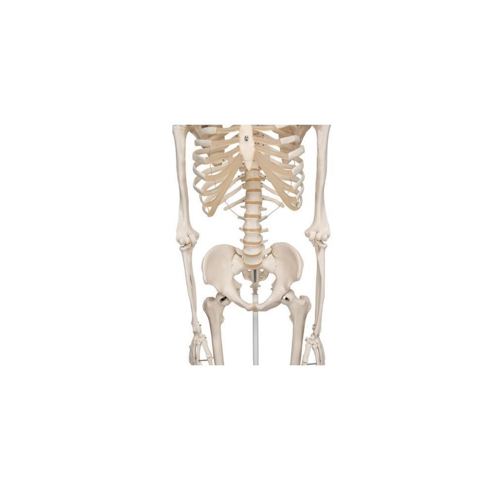 Osteological model 1020171. Basic human skeleton 1: 1 with support and wheels