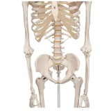Modelo osteológico 1020171. Esqueleto humano A10 1:1 con ruedas