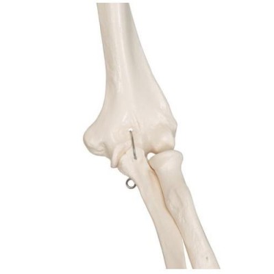 Model osteològic 1020171. Esquelet humà Stan A10 1:1 amb rodes