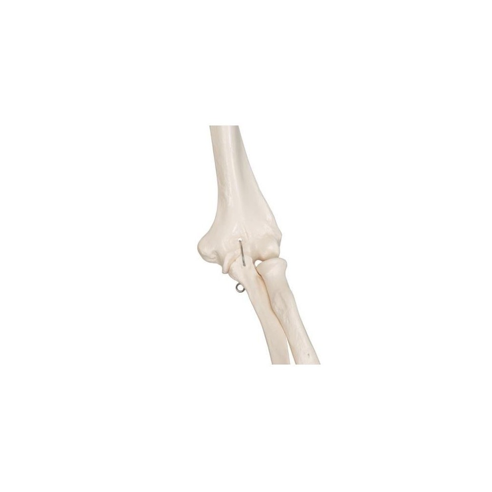 Osteological model 1020171. Basic human skeleton 1: 1 with support and wheels
